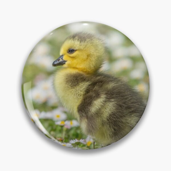 Item preview, Daisy the duckling designed and sold by sgrphotography.