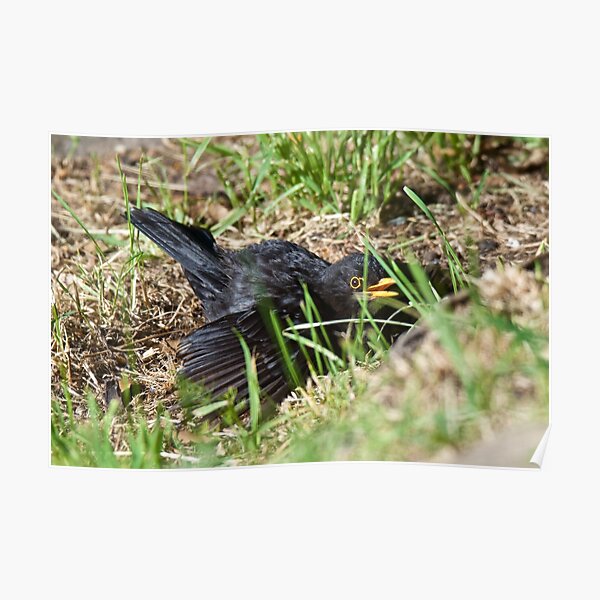 EXOTIC ~ EUROPEAN ~ Common (Eurasian) Blackbird by David Irwin ~ WO Poster