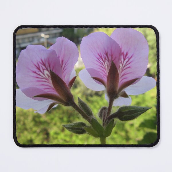 Item preview, Pair of Pelargoniums designed and sold by kkargakou.