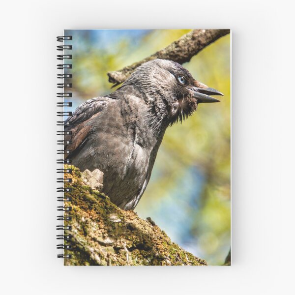 Item preview, Western jackdaw designed and sold by troianifabrizio.