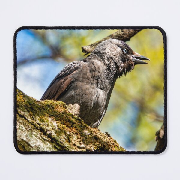Item preview, Western jackdaw designed and sold by troianifabrizio.
