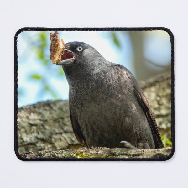 Item preview, Western jackdaw designed and sold by troianifabrizio.