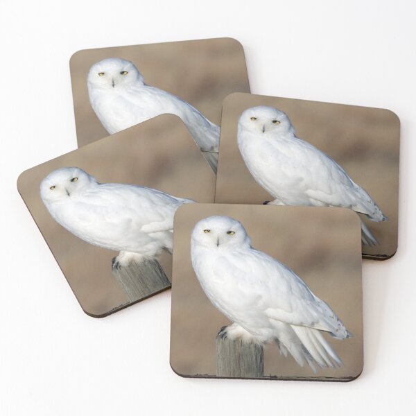 Item preview, Male Snowy Owl designed and sold by Alyce Taylor.