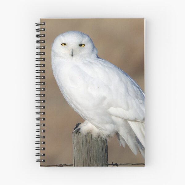 Item preview, Male Snowy Owl designed and sold by Alyce Taylor.