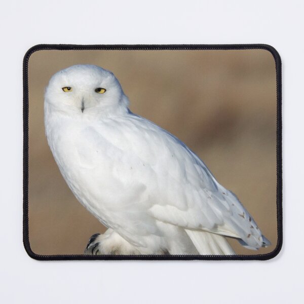 Item preview, Male Snowy Owl designed and sold by Alyce Taylor.
