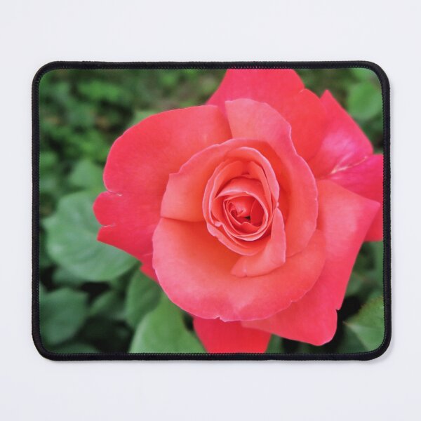 Item preview, Gorgeous Pink Rose designed and sold by newburyboutique.