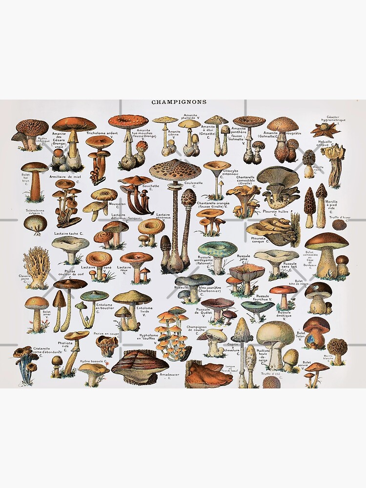 Impression rigide for Sale avec l'œuvre « Illumination Champignon Magique -  Champignons » de l'artiste internlvisions