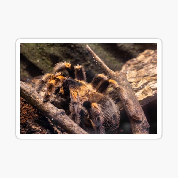 Item preview, Mexican red knee tarantulas designed and sold by LunaBetoJerico.