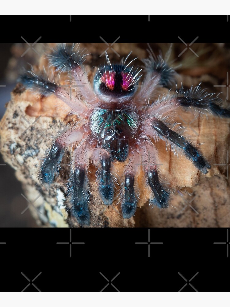 "Brazilian jewel tarantula" Poster for Sale by LunaBetoJerico Redbubble