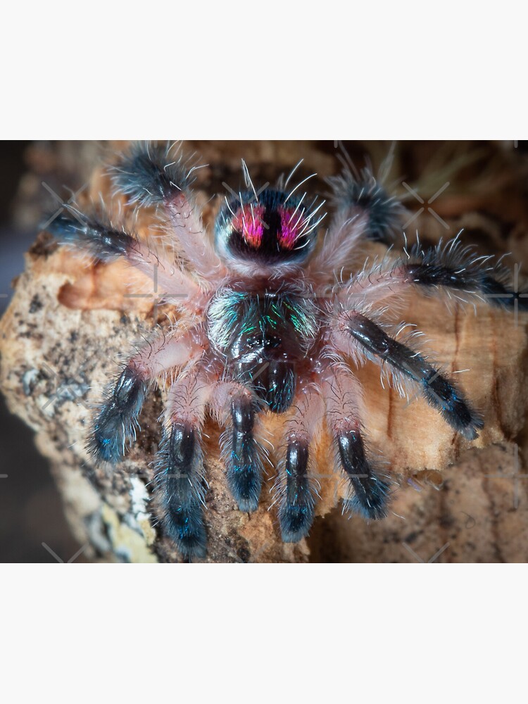 "Brazilian jewel tarantula" Sticker for Sale by LunaBetoJerico Redbubble