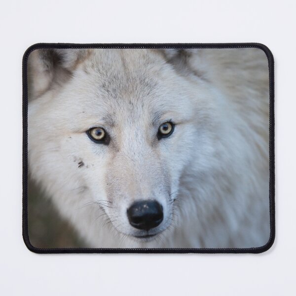 Item preview, White Wild Wolf designed and sold by AnimalLover4eva.