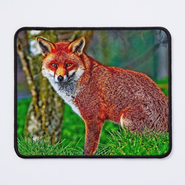 Item preview, Arty Mr Red Fox designed and sold by Martyn R Arnold Fine Art Nature & Landscape Photography.