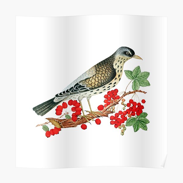 Vintage Bird with Red Berries. Vibrant Berries  Poster