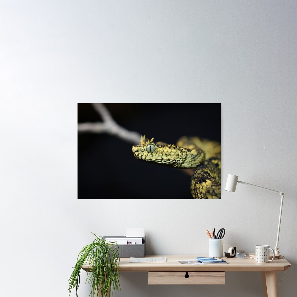 Atheris ceratophora Poster for Sale by RyuTheDragon