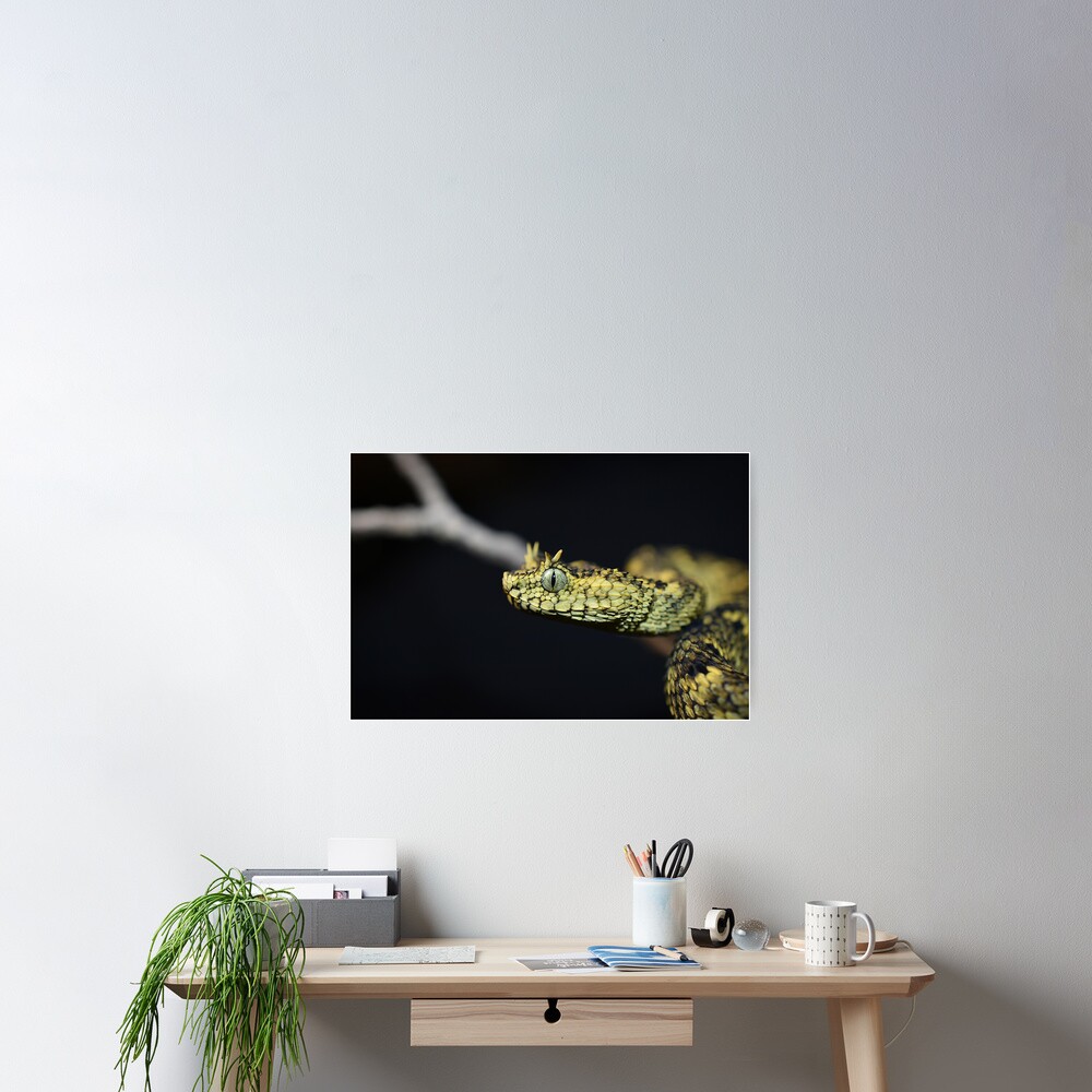 Atheris ceratophora Poster for Sale by RyuTheDragon