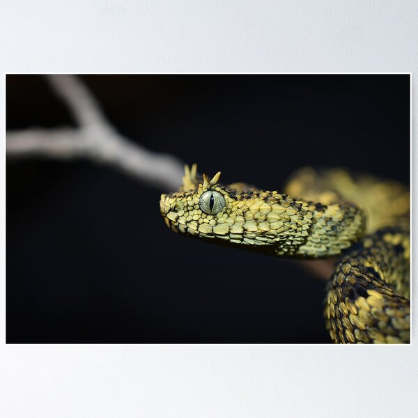 Atheris squamigera  Cute reptiles, African bush viper, Animals beautiful