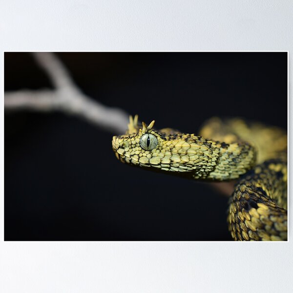 Black Dragon - Venomous Black Bush Viper Snake (Atheris squamigera