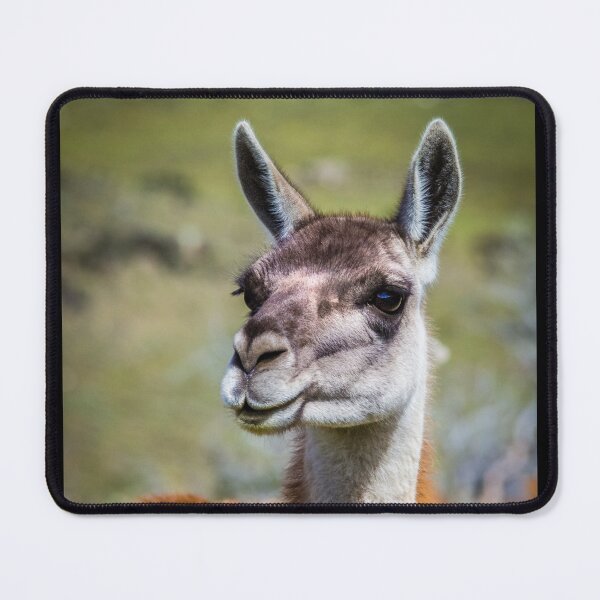 Item preview, Portrait of a guanaco, Patagonia designed and sold by Lyl Dil Creations.