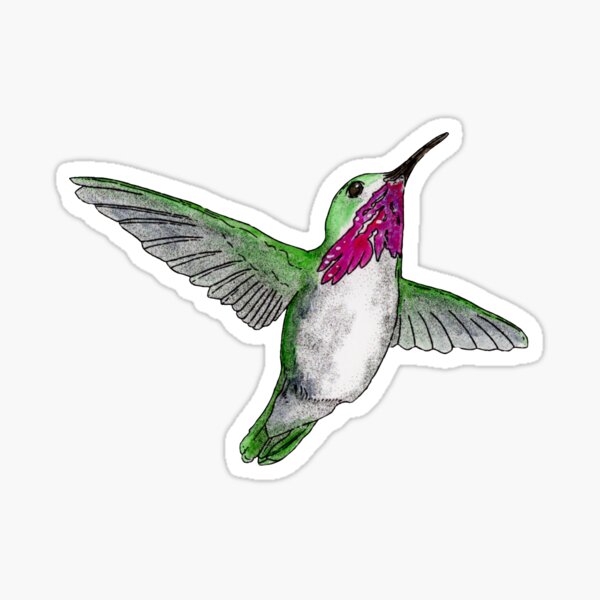 Calliope Hummingbird Sticker