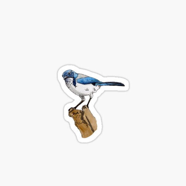 Scrub Jay Sticker