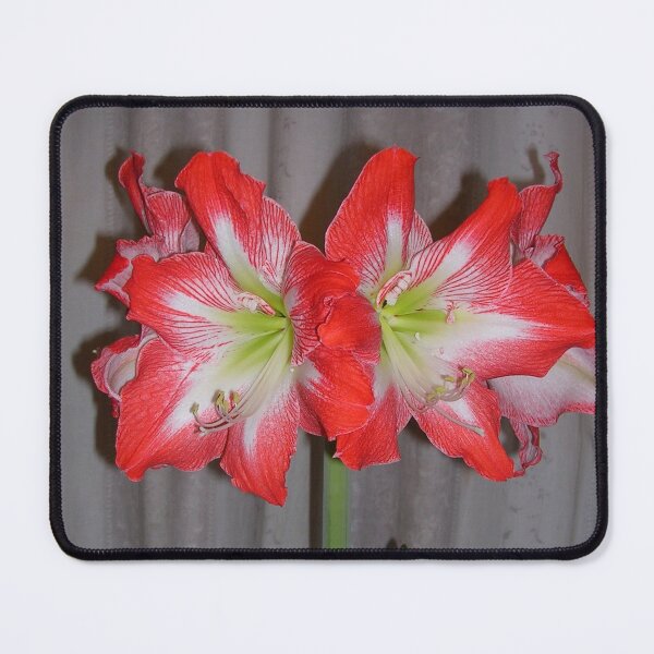 Item preview, Amaryllis Christmas Gift designed and sold by lezvee.