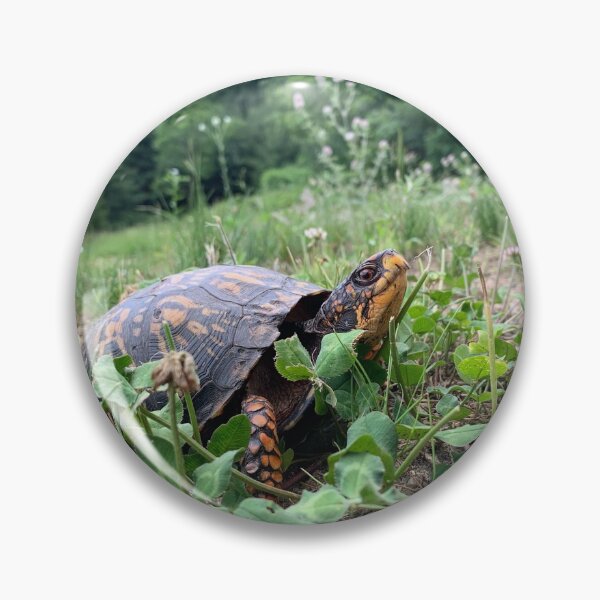 Item preview, Eastern Box Turtle designed and sold by JeoImage.
