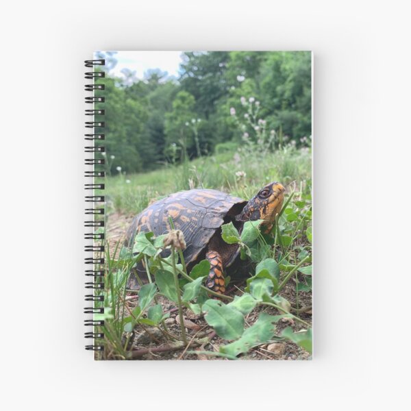 Aperçu de l'œuvre Tortue-boîte créée et vendue par JeoImage.