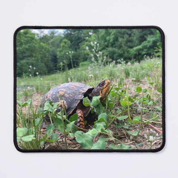 Item preview, Eastern Box Turtle designed and sold by JeoImage.