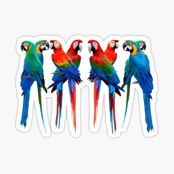 Beautiful Macaw Design Sticker