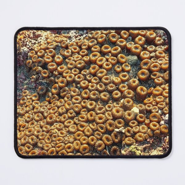 Item preview, Great Star Coral Montastraea Bali Rockpool Ocean Nature designed and sold by cashewdays.