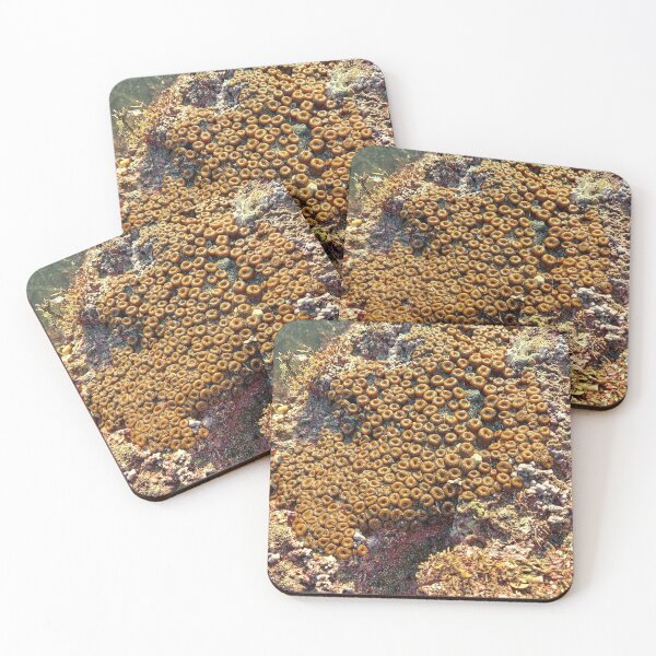 Item preview, Great Star Coral Montastraea Bali Rockpool Ocean Nature designed and sold by cashewdays.