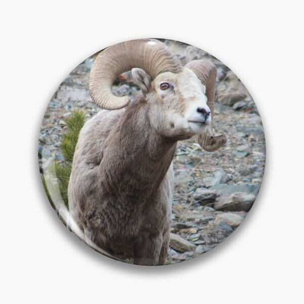 Item preview, Wary Ram designed and sold by Alyce Taylor.