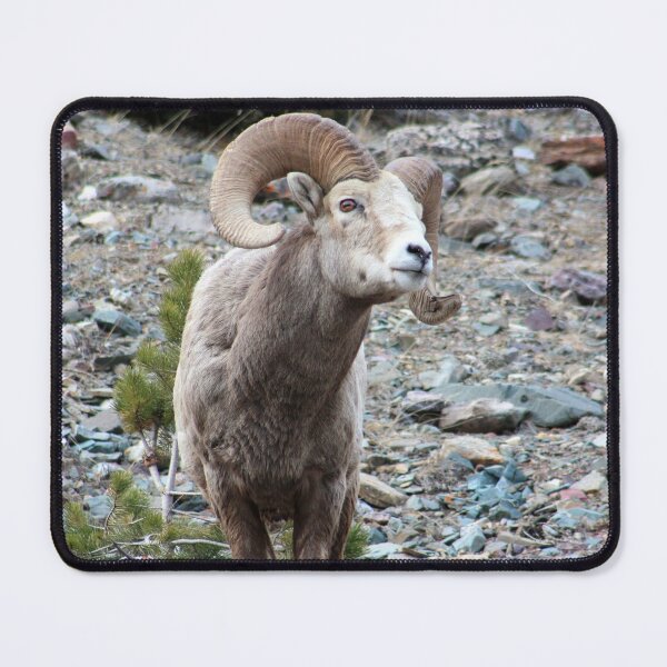 Item preview, Wary Ram designed and sold by Alyce Taylor.