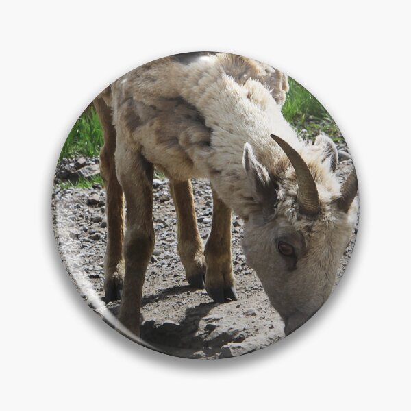 Item preview, Scruffy Bighorn designed and sold by Alyce Taylor.