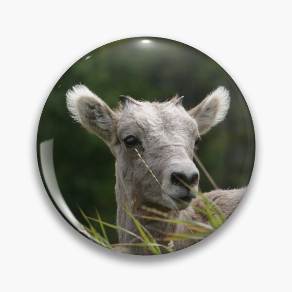 Item preview, Juvenile Rocky Mountain Sheep designed and sold by Alyce Taylor.