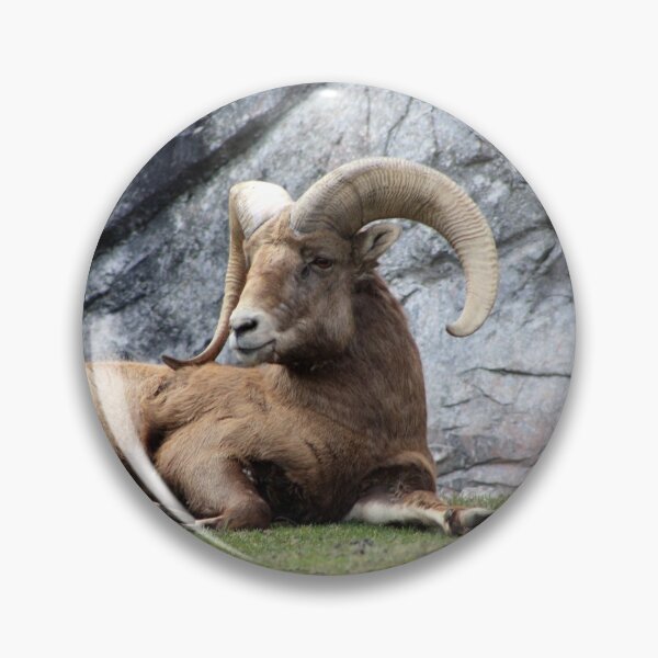 Item preview, Bighorn Sheep designed and sold by Alyce Taylor.
