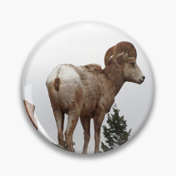 Item preview, Rocky Mountain Sheep designed and sold by Alyce Taylor.