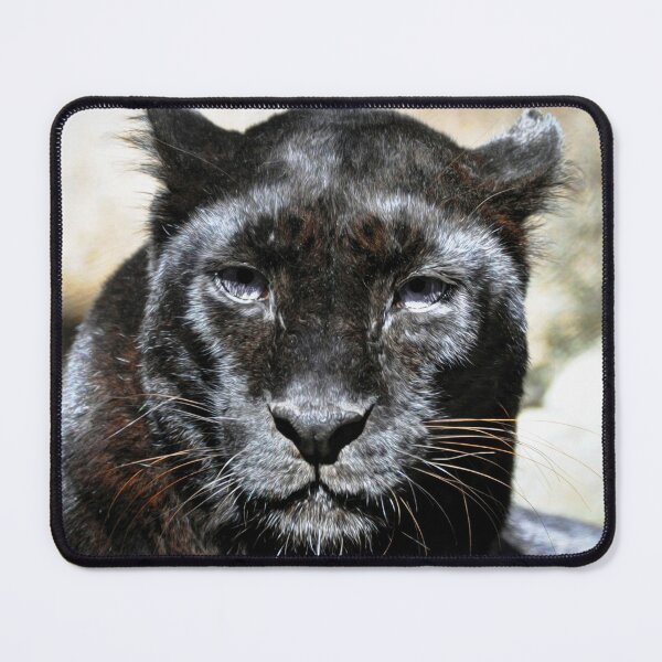 Item preview, Black Leopard designed and sold by Savannah Gibbs.