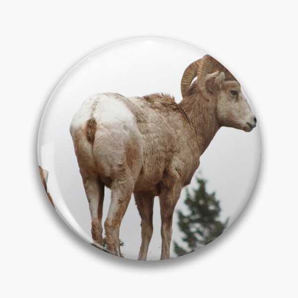 Item preview, Rocky Mountain Sheep designed and sold by Alyce Taylor.