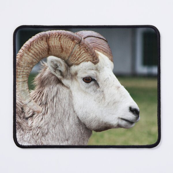 Item preview, Rocky Mountain Sheep designed and sold by Alyce Taylor.