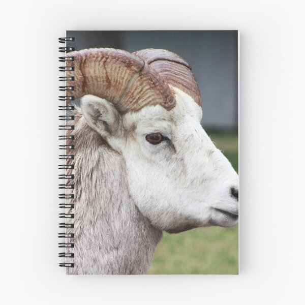 Item preview, Rocky Mountain Sheep designed and sold by Alyce Taylor.
