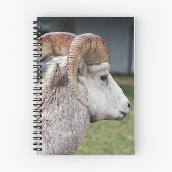 Item preview, Rocky Mountain Sheep designed and sold by Alyce Taylor.