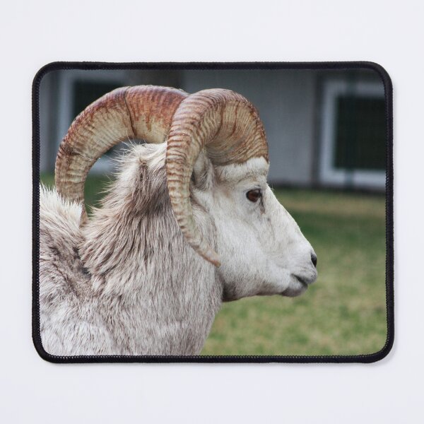 Item preview, Rocky Mountain Sheep designed and sold by Alyce Taylor.