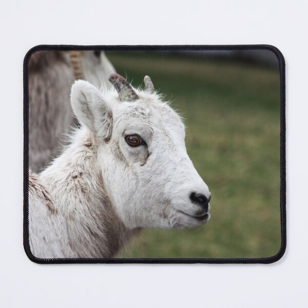 Item preview, Rocky Mountain Sheep designed and sold by Alyce Taylor.