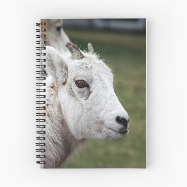 Item preview, Rocky Mountain Sheep designed and sold by Alyce Taylor.
