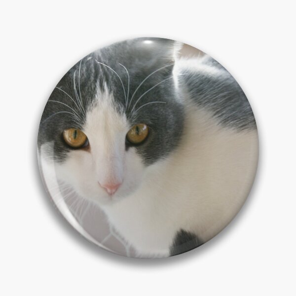 Item preview, Grey And White Tuxedo Cat Photograph designed and sold by taiche.