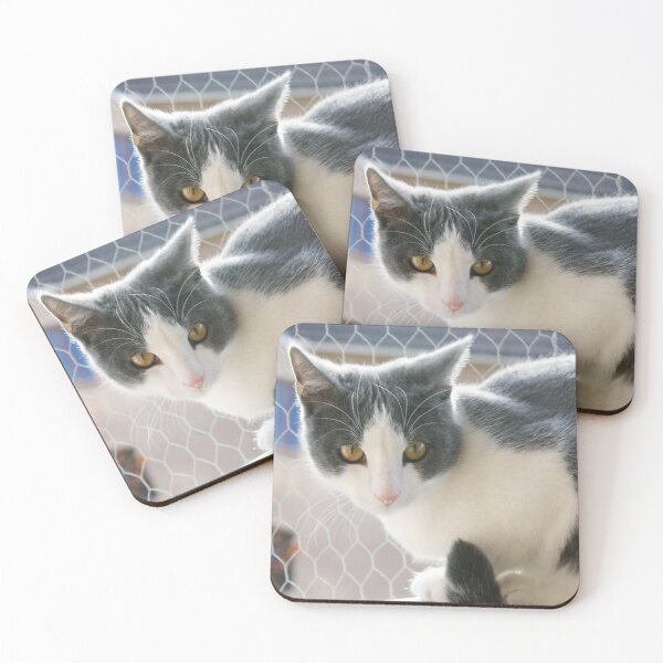 Item preview, Grey And White Tuxedo Cat Photograph designed and sold by taiche.