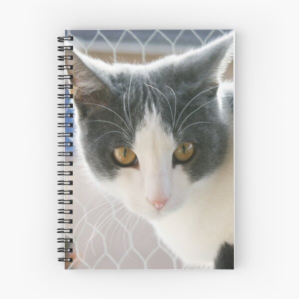 Item preview, Grey And White Tuxedo Cat Photograph designed and sold by taiche.