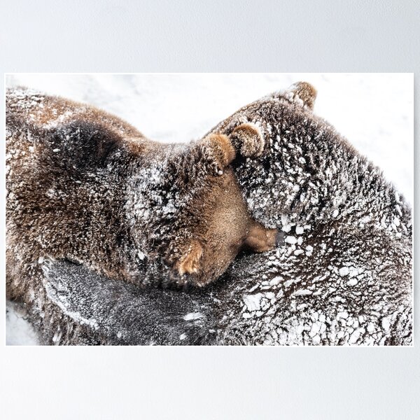 Artikel-Vorschau von Braunbären knuddeln im Schnee, designt und verkauft von Ingo Gerlach.