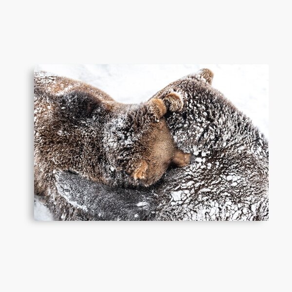 Artikel-Vorschau von Braunbären knuddeln im Schnee, designt und verkauft von Ingo Gerlach.